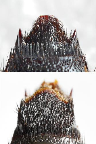 Aelocampsomeris variegata